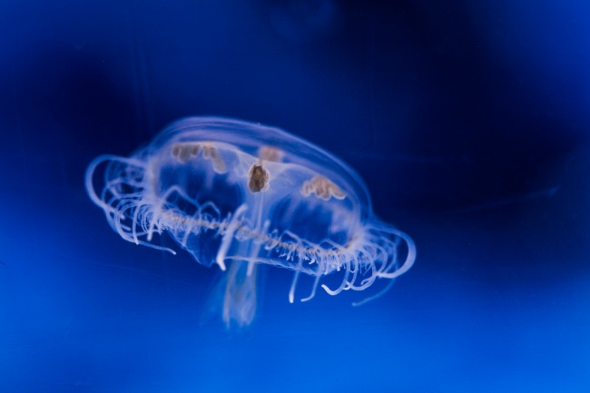 植物花语 象征爱情的植物