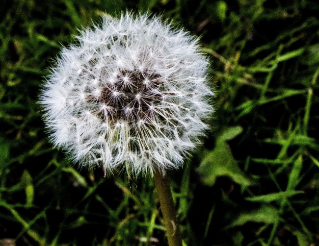 属羊白羊座和属狗巨蟹座在一起怎么样 分析大全