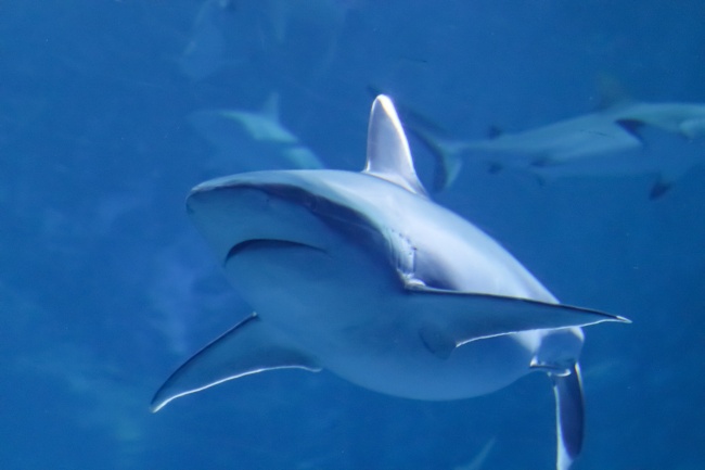 收到铃兰花等于收到幸运