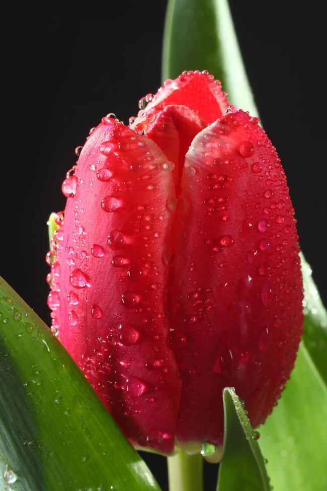 可爱的你适合养盆多肉 太古玉系生石花