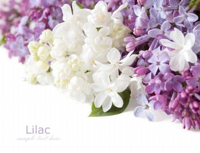 萌你化你的钢铁心 瑙琳玉系生石花