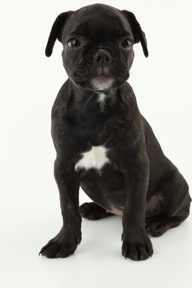 波斯菊寓意永远快乐