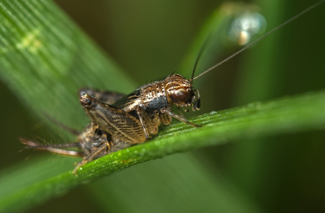 2021年10月 被好运包裹着的星座 桃花财运滚滚来