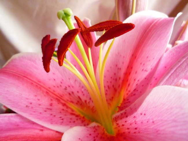 这些星座会逐渐产生不想结婚的心态