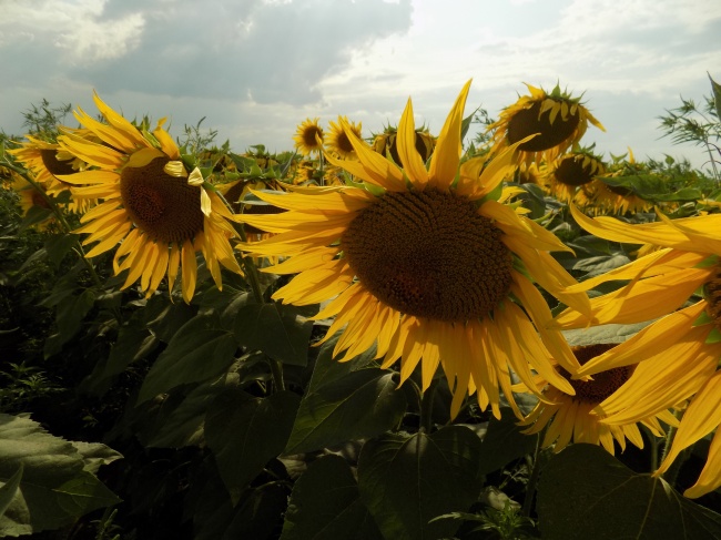 英仙座流星雨今夜迎极大值 几点开始 观看地点