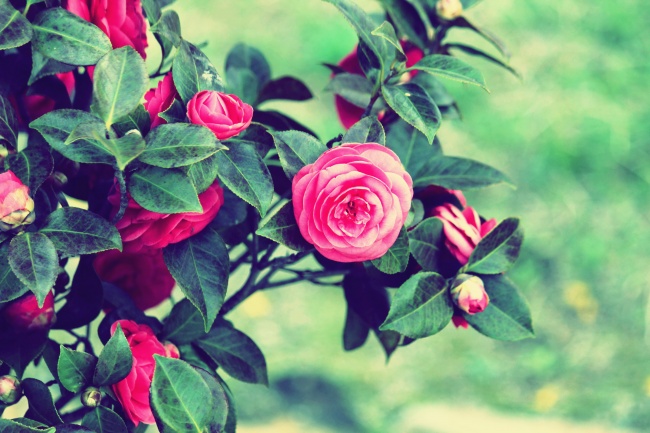 象征死亡的植物