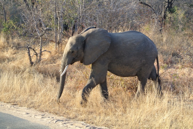 情人节适合送给男生的花