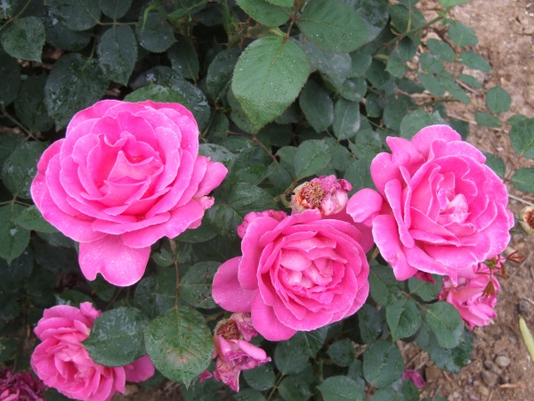 多肉界最清秀可爱 翡翠念珠