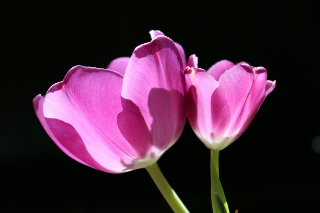 素洁高雅的满天星适合送给谁