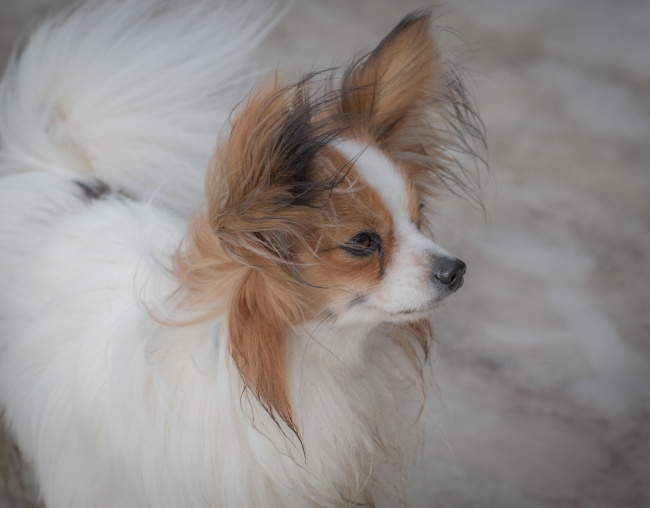 男女通用 情人节表白适合送什么花