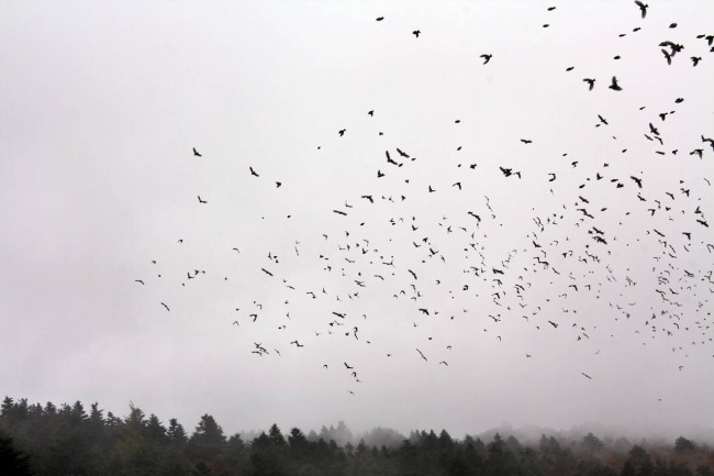 2021年英仙座流星雨时间 几点开始
