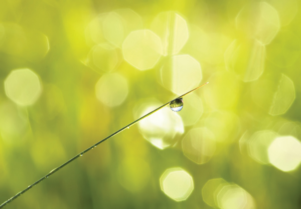 绿萝吸甲醛吗 绿萝的作用