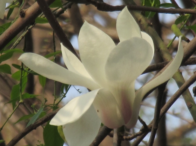 属龙白羊座和属蛇金牛座姻缘指数解析 在一起合适吗