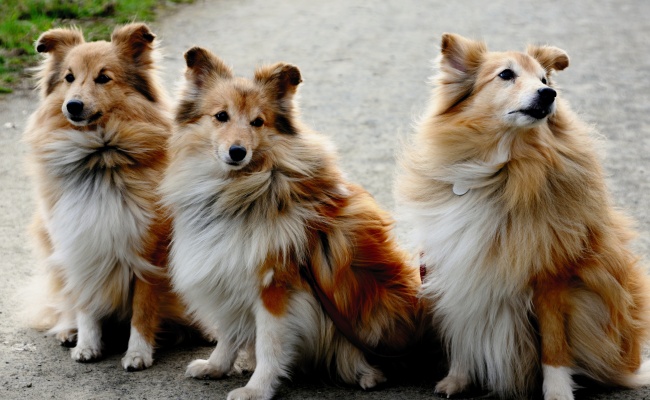 12月上旬 最招海王 总被烂桃花骚扰的3星座