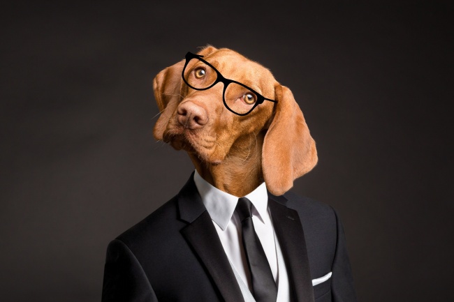 蓝色妖姬花语是代表什么 适合送什么人 11朵 19朵 33朵