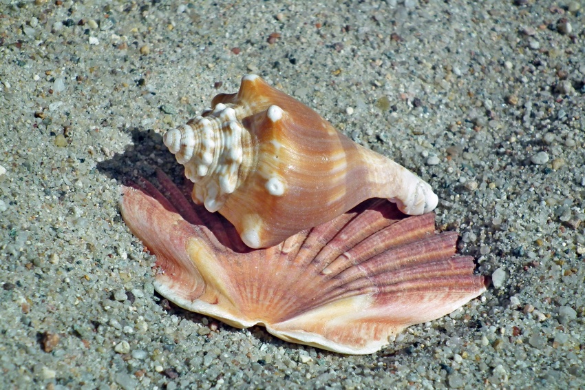 12月中旬 桃花运大涨 会遇见真爱的3星座