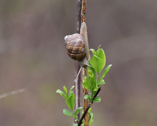 金牛座“我爱你”的正确打开方式 爱是感恩我养你