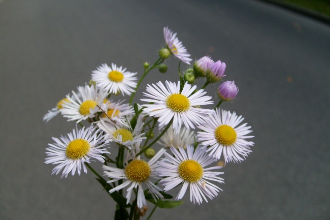 在房屋顶栽花