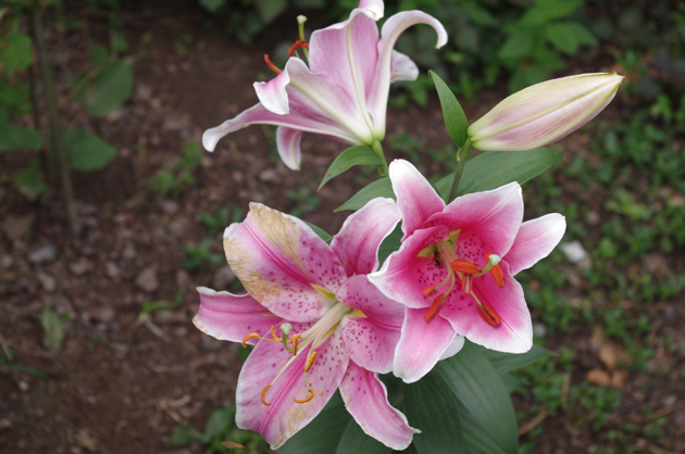 摩羯座命中注定的真爱 心有灵犀双鱼座