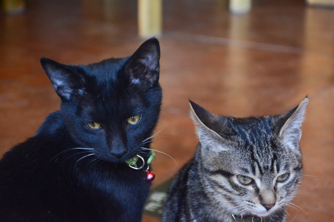 会可能主动引诱别人出轨的星座