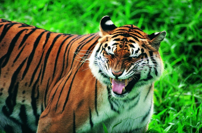 12星座中|巨蟹座和双鱼座的婚姻指数