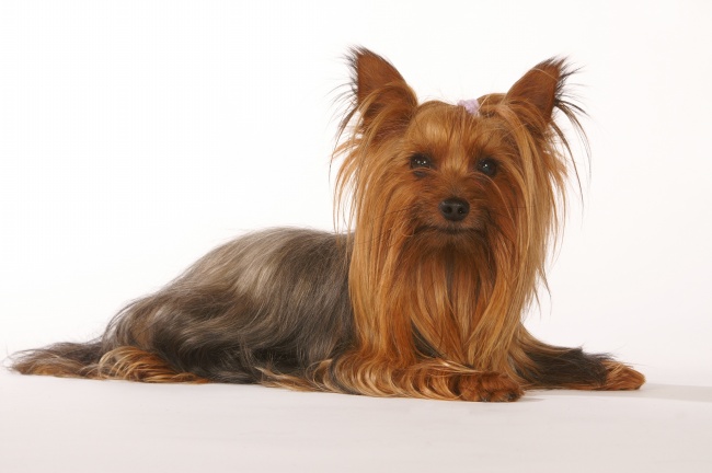 12星座中|巨蟹座和天秤座的婚姻指数