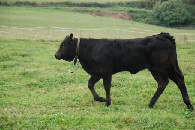 虎宝宝起名技巧 农历十月出生精选名字