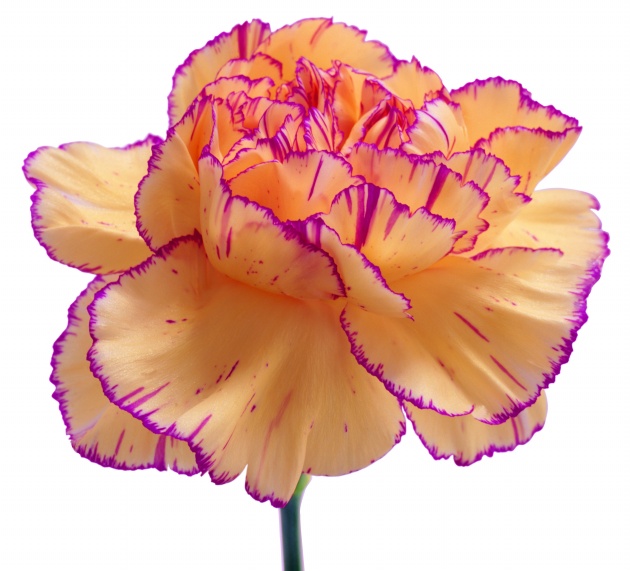 姓乐女孩子名字大全 女宝宝取名用字