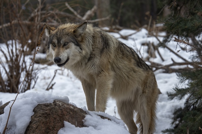 2022年出生取名宜忌 虎宝宝名字简约大气