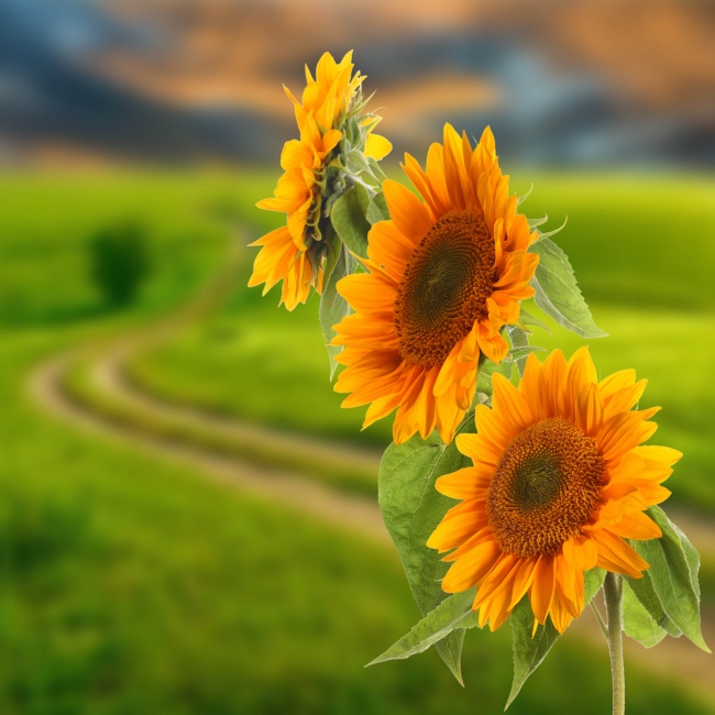 属虎宝宝起名宜用字 2022年最新款名字大全