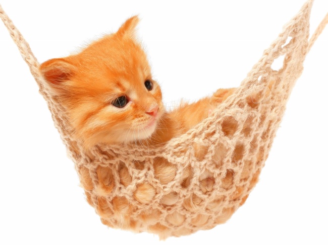 天蝎座宿命中的感情 强强联合双鱼座