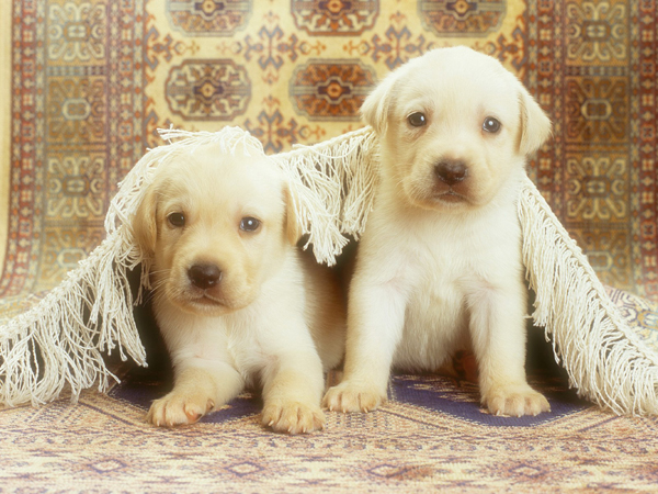 姐弟恋适合射手座吗？  我看行