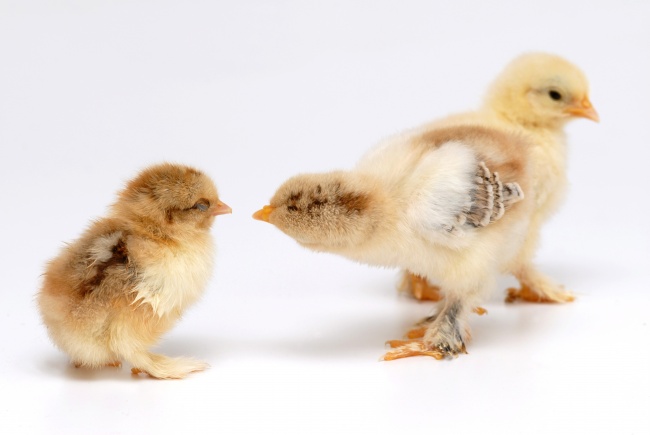 摩羯座是长情之人吗  因长情而忧郁