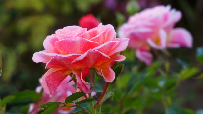 这些星座在11月将会梦想成真,好运爆棚