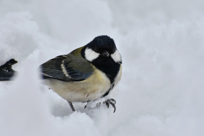 喜迎桃花，3星座爱情到来，余生皆是欢喜