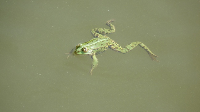 2022年夏至学习运有所提升的星座 好运常伴巨蟹座