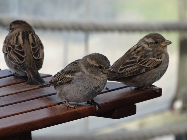2022年夏至桃花运上涨的星座 用情至深摩羯座