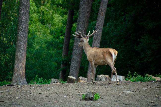 2022年夏至烂桃花扎堆的星座 双鱼座上榜