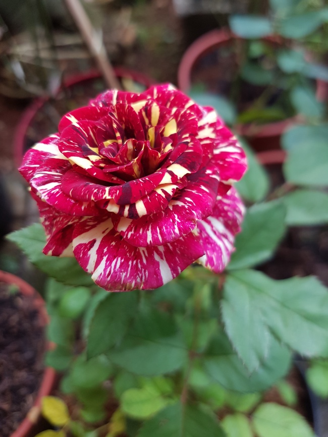 第一星运 小易占星2021年周运11.15-11.21