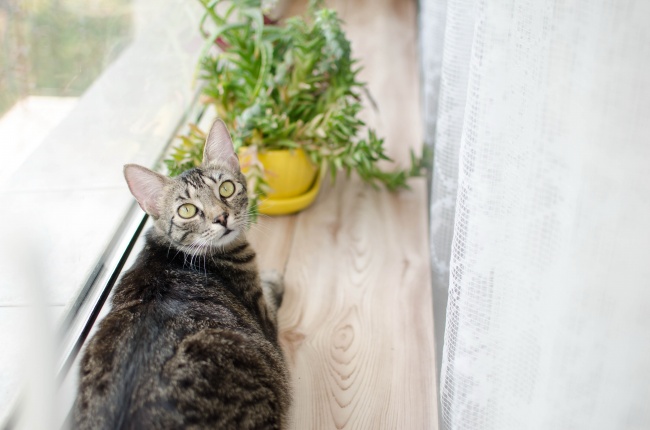 2022年建党节爱情运极好的星座 金牛座位列榜首