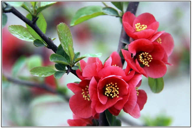 狮子座恋爱会贪图对方什么  图一份张扬高调的爱情