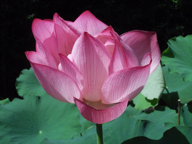 日久见性 相处越久越爱你的几大星座