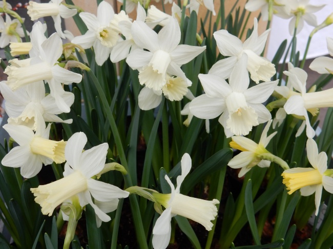 天蝎男会找什么样的星座女结婚 巨蟹座女生