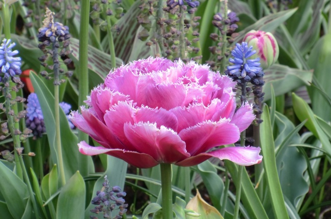 狮子座今生会有遇上什么样的桃花劫  相爱相杀