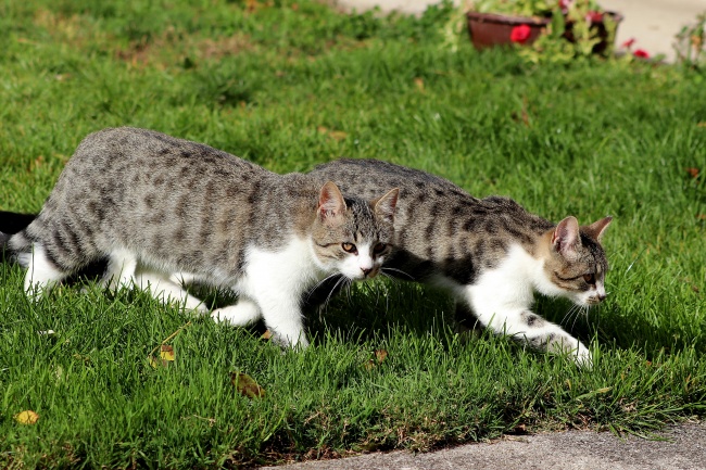 双鱼座真爱容易出现在第几次  第2次