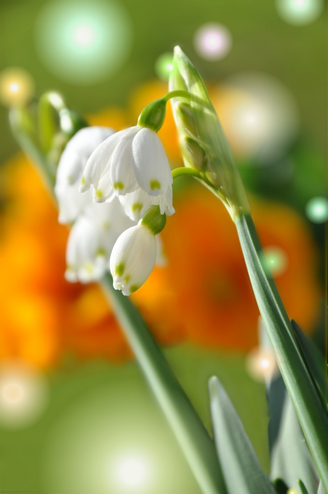 12月在事业上打响自己头衔的星座