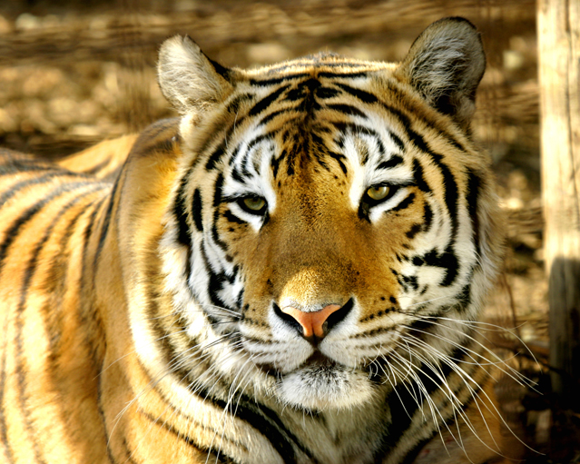 狮子男会找什么样的星座女结婚  活泼霸气天蝎女