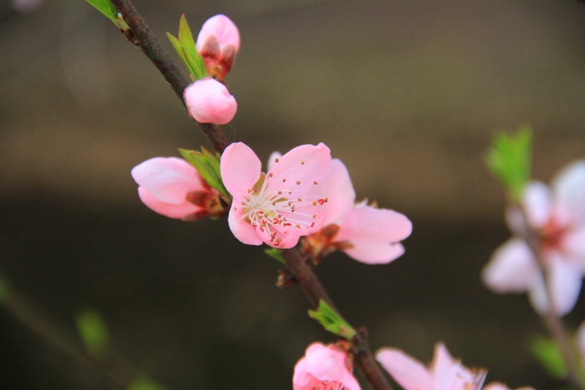天秤男会找什么样的星座女结婚 霸气敢爱狮子女