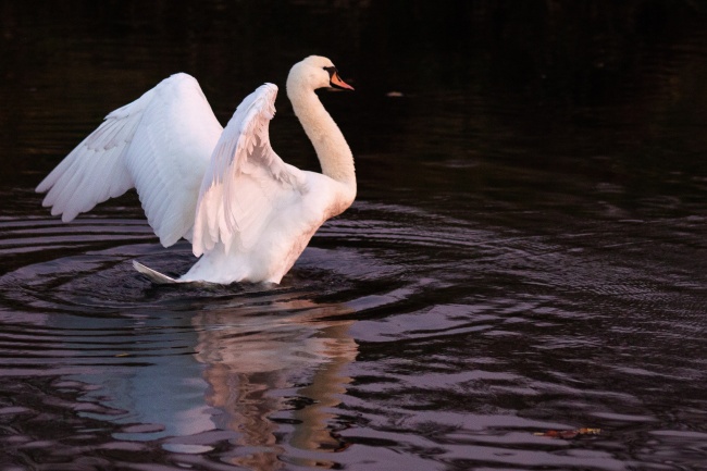 十二星座酒局状态| 射手座
