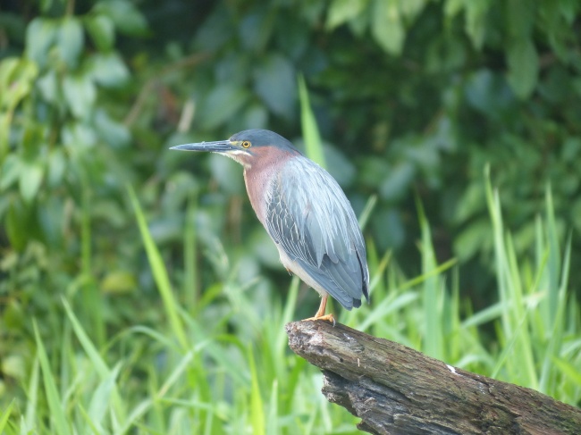闹闹女巫 十二星座一周运势最新吉凶11.29-12.5